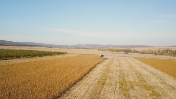 Combine Harvester Collects Soybean alt
