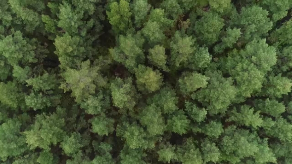 Aerial Nature View of Green Wild Forest alt