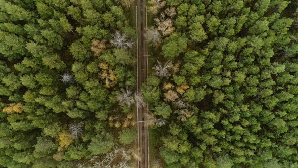 Aerial Nature View of Green Wild Forest alt