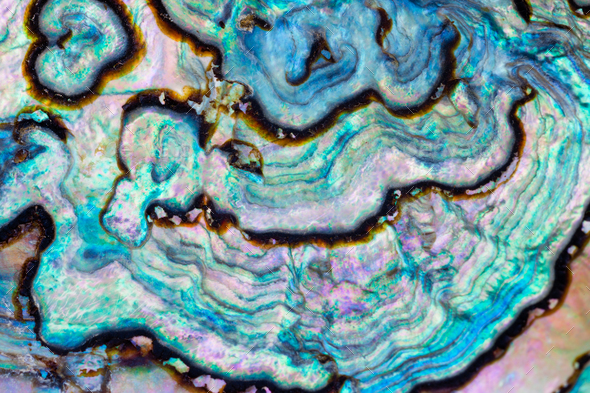Paua Abalone shell mother-of-pearl texture pattern