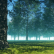 Green Forest - VideoHive Item for Sale