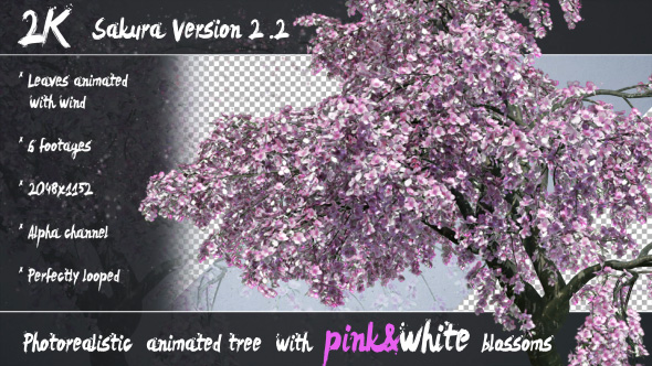 3D Animated Photorealistic Sakura Tree Ver.2.2 - Pink & White