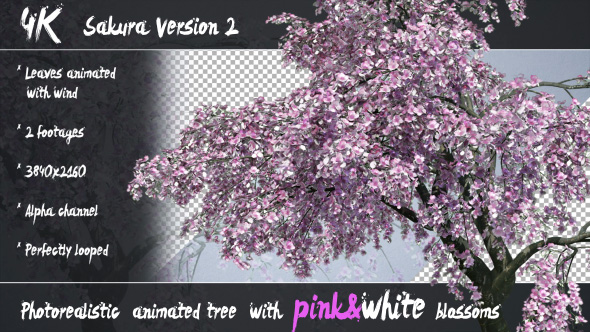 3D Animated Photorealistic Sakura Tree Ver.2 - Pink & White