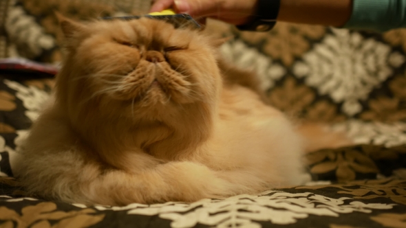 Cat Cat Brushing and Get Petting By Woman