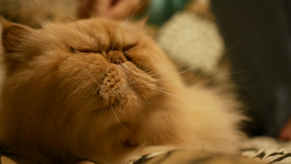 Cat Cat Brushing and Get Petting By Woman