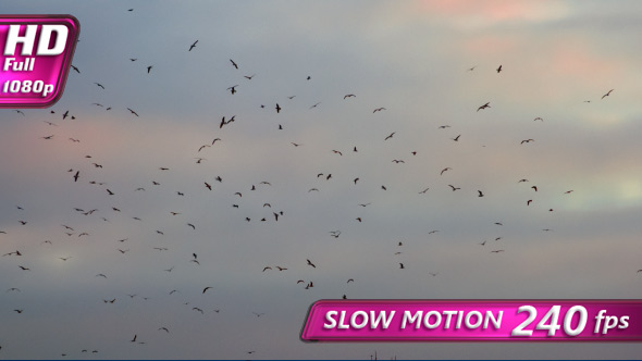 Flock Of Birds In The Distance alt