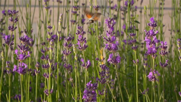 Butterflies Fly into a Garden