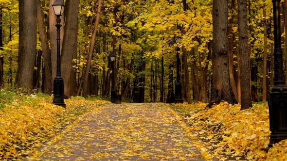 Park Landscape at Autumn