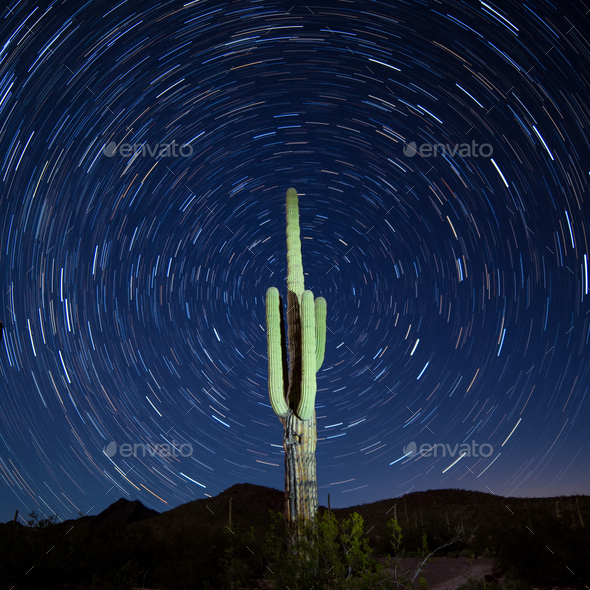 Saguaro Cactus Carnegiea gigantea Startrails Night