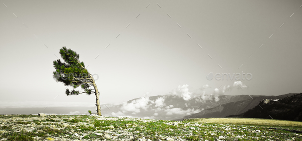 Lonely tree - Stock Photo - Images