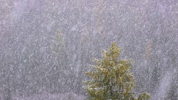 Snow Falling Against A Forest Background
