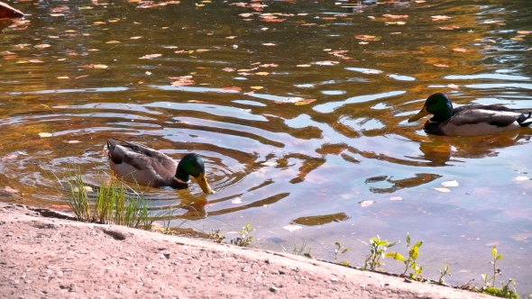 Many Ducks Swimming in the Autumn Pond alt