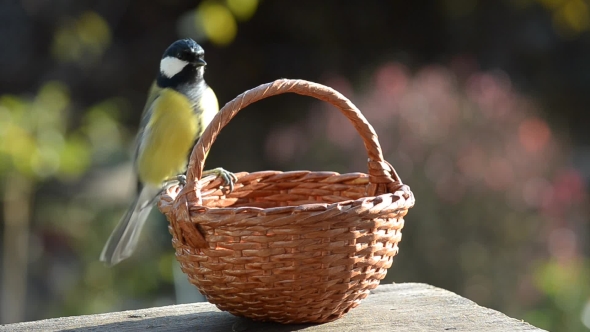 Titmouse in a Basket