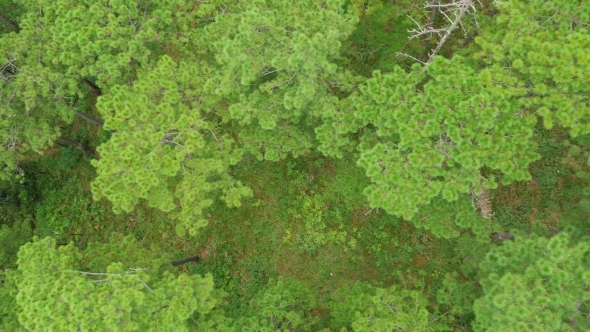 Aerial Green Forest.