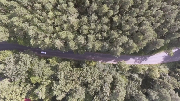 AERIAL: Car Driving Through Pine Forest. alt