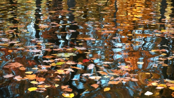 Duck Floats in the Autumn Pond alt