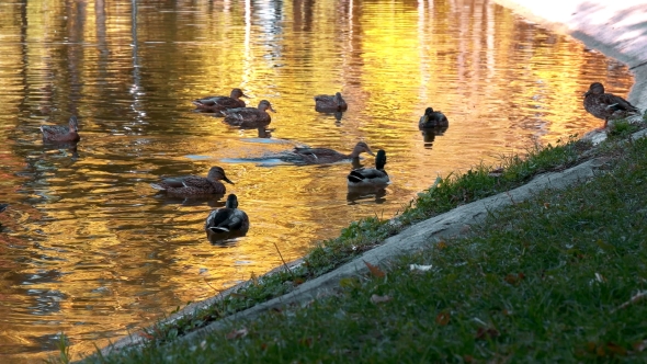 Many Ducks Swimming in the Autumn Pond alt
