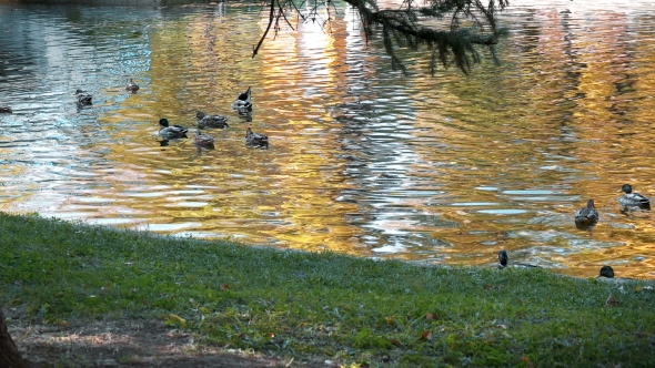 Many Ducks Swimming in the Autumn Pond alt