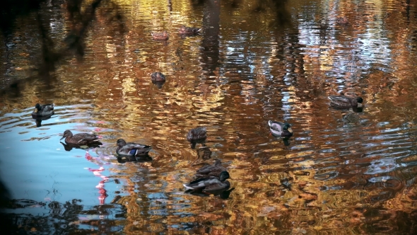 Many Ducks Swimming in the Autumn Pond alt