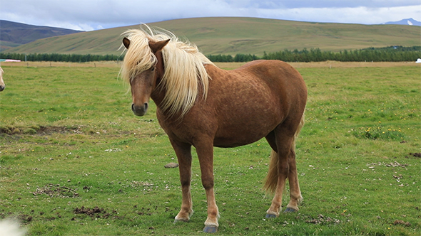 Icelandic Horse Grazing in The Field