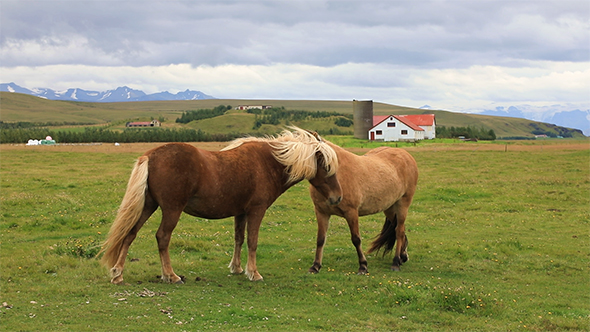 Icelandic Horses Grazing in The Field, Iceland
