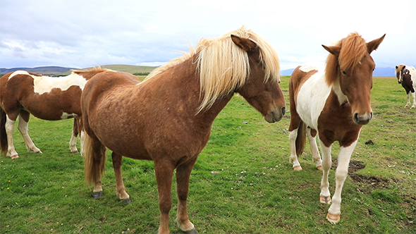 Purebred Icelandic Horses Grazing in The Field, Iceland