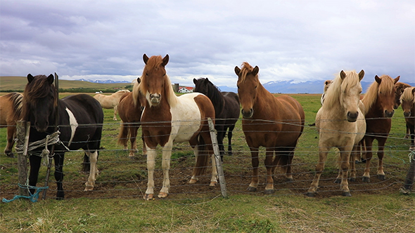 Purebred Icelandic Horses in The Paddock