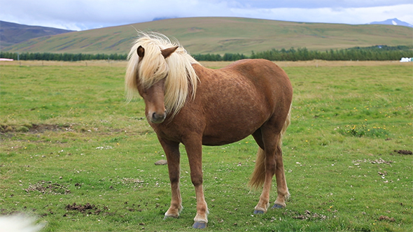 Icelandic Horse Standing in The Field