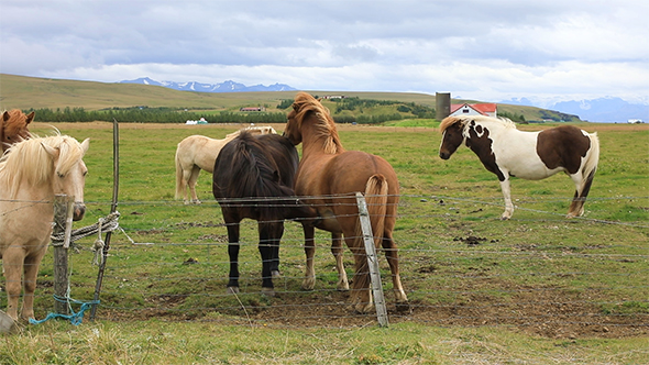 Beautiful Icelandic Horses Standing in The Field