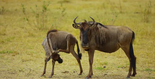 Gnus and calf in the savanna alt