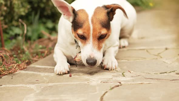 Jack Russell Terrier Dog Gnaws on the Bone on a Path in the Garden alt