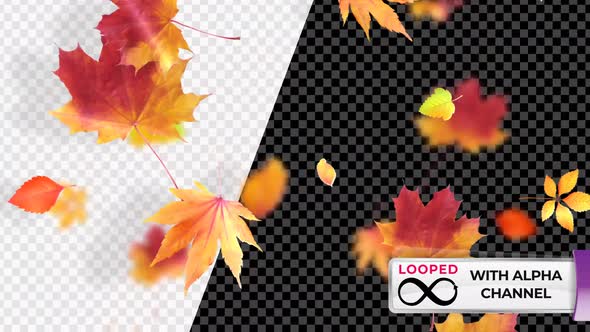 Autumn Leaves Loop