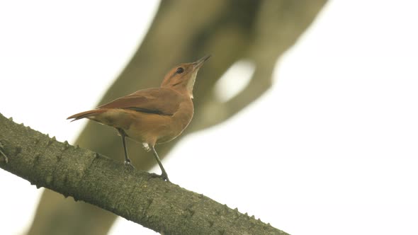 Rufous hornero on a tree brunch alt