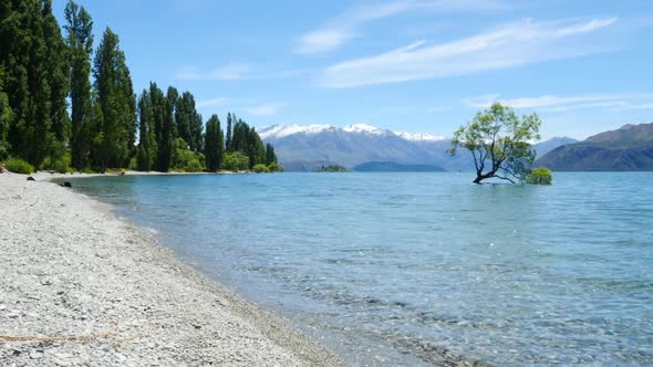 The Famous Wanaka Tree In New Zealand alt
