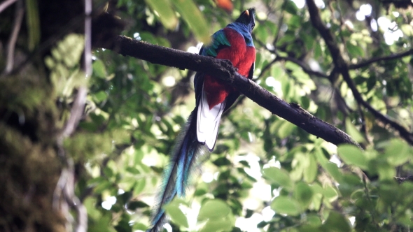 Quetzal Over Branch in alt