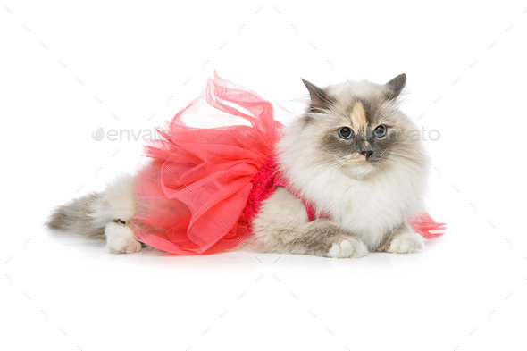 persian cat dress