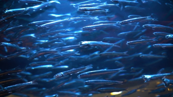 School of Fish in Underwater Aquarium