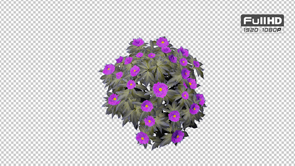 Peony Purple Flowers