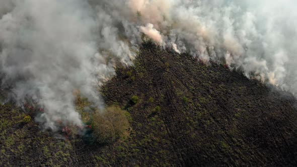 Forest Fire with Toxic Gray Smoke alt