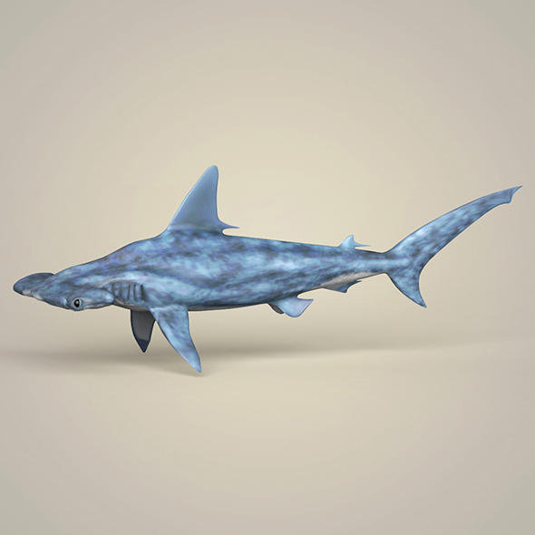 Realistic Hammerhead Shark - 3Docean 20905542