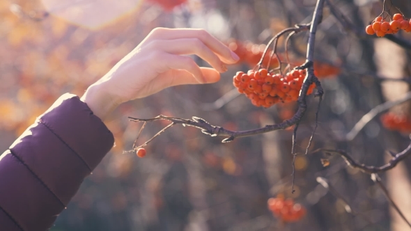 Woman Hand Takes Berries From a Tree