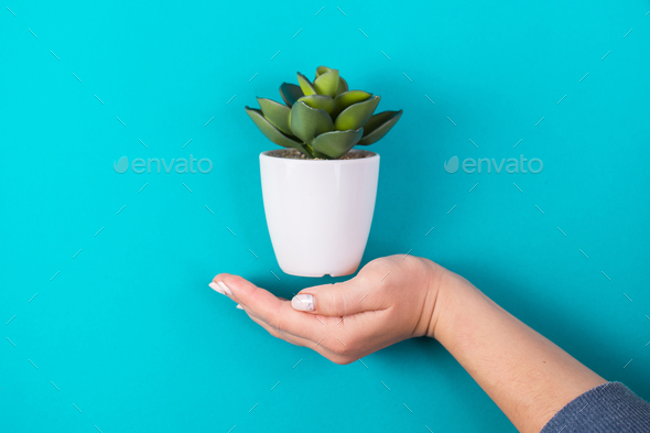 idea of a hand and an artificial plant. minimalism - Stock Photo - Images
