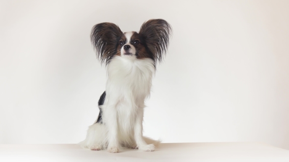 Beautiful Young Male Dog Continental Toy Spaniel Papillon Sits and Looks Around on White Background alt