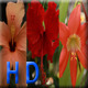 Flowers 01 Pack Full HD Flowers 01 Pack Full HD - VideoHive Item for Sale