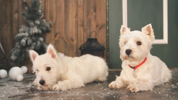 Two Adorable Dogs in Christmas Interior. alt