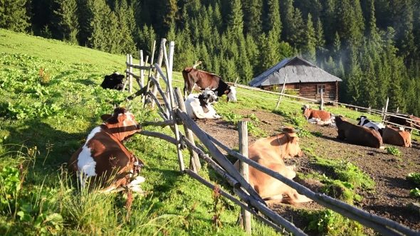 Cows on Sunny Meadow