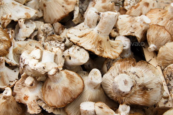 Fresh mushrooms on a farmers market