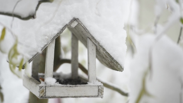 Small Birds Near Feedbox