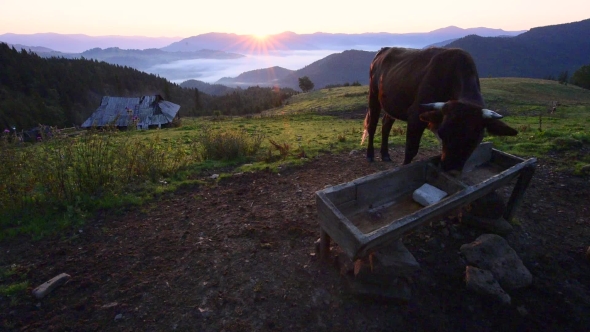 Cows on Sunny Meadow