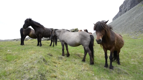 Icelandic Horses